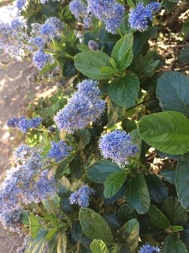 California Lilac