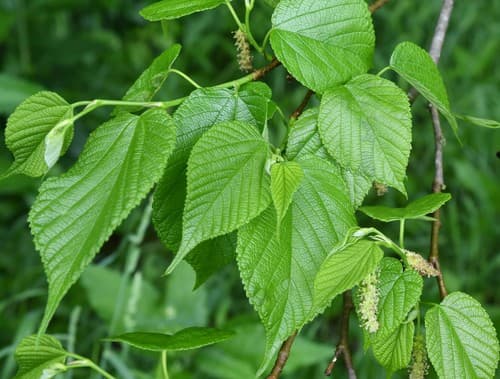 red mulberry
