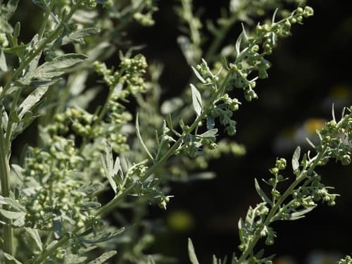 absinthe wormwood