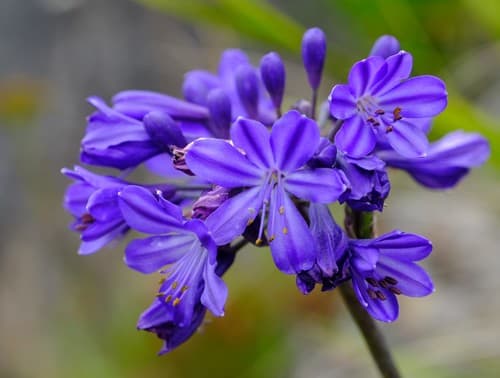 Agapanthus