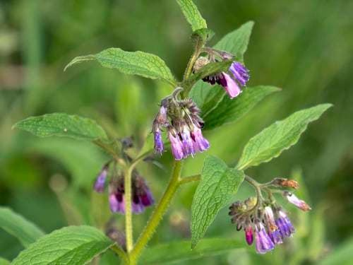 common comfrey