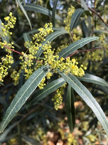 African Sumac